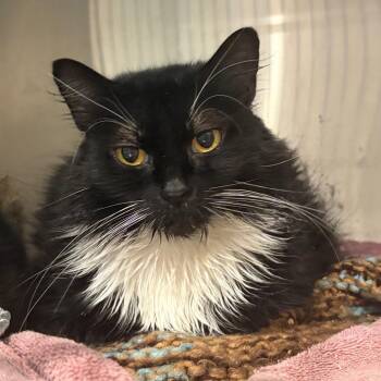 Tuxy -  Domestic Short Hair Cat for Adoption in Cumming, Georgia - Tuxy | PetCurious