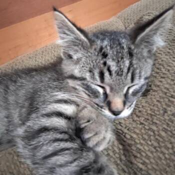 Wayne C12302 -  Domestic Medium Hair and Domestic Short Hair Cat for Adoption - Wayne C12302 | PetCurious