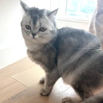 Scottish Fold and Domestic Short Hair Cats Available for Adoption - Edinburgh | PetCurious