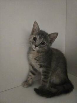 Rosalina -  Domestic Short Hair Cat for Adoption in Savannah, Georgia - Rosalina | PetCurious