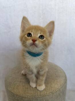 Domestic Short Hair Cats Available for Adoption - Bud | PetCurious