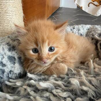 Delta -  Domestic Medium Hair Cat for Adoption in Durango, Colorado - Delta | PetCurious