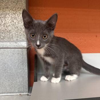 Cherokee -  Domestic Short Hair Cat for Adoption in Sarasota, Florida - Cherokee | PetCurious