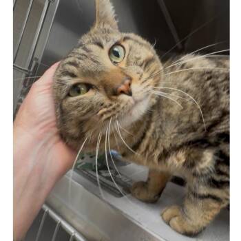 Rescue Domestic Short Hair and Tiger Cats for Adoption in North Kingstown, Rhode Island - Acorn | PetCurious