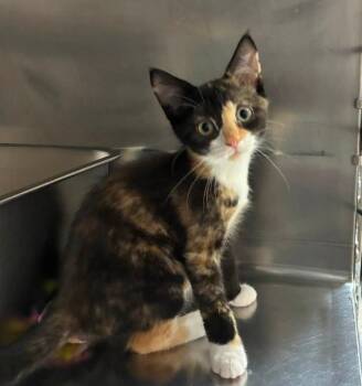 Honey -  Dilute Calico Cat for Adoption in Hornell, New York - Honey | PetCurious