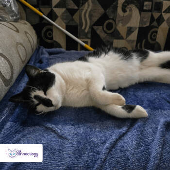 Rescue American Shorthair Cats for Adoption in New York, New York - Charlie | PetCurious