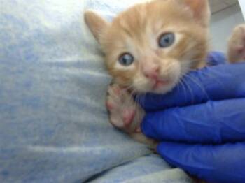 Domestic Medium Hair Cats Available for Adoption in Dallas, Texas - CHURRO | PetCurious