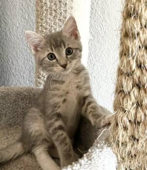 TICKLE -  Domestic Short Hair Cat for Adoption in Sacramento, California - TICKLE | PetCurious