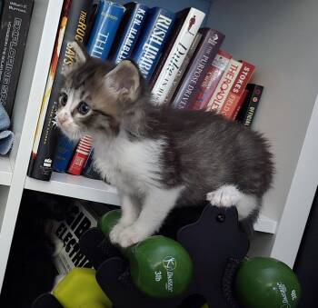 Tabby and Domestic Medium Hair Cats Available for Adoption in Walnut Creek, California - Trixie And Tucker | PetCurious
