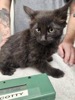 Charon -  Domestic Short Hair Cat for Adoption in Sacramento, California - Charon | PetCurious
