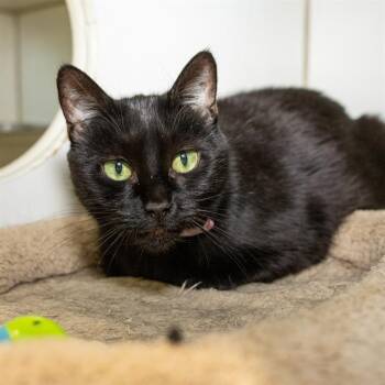 Domestic Short Hair Cats Available for Adoption in Methuen, Massachusetts - SAMANTHA | PetCurious