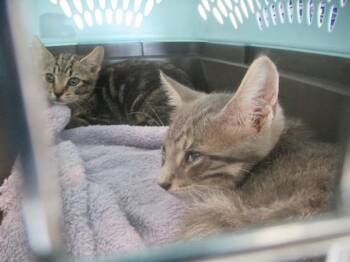 FUJIN -  Domestic Short Hair Cat for Adoption in Ocala, Florida - FUJIN | PetCurious