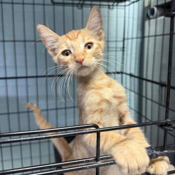 Sunny D -  Domestic Short Hair Cat for Adoption in Casa Grande, Arizona - Sunny D | PetCurious