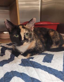 Natasha -  Domestic Short Hair Cat for Adoption in Morganton, North Carolina - Natasha | PetCurious