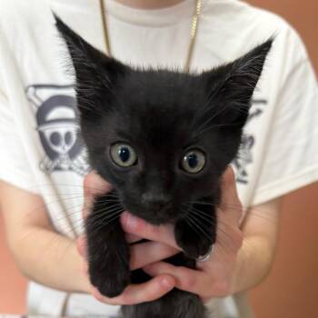 Domestic Short Hair Cats Available for Adoption in Detroit Lakes, Minnesota - Molly | PetCurious