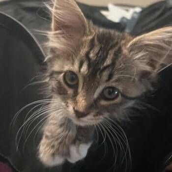 Lovebug Merriam -  Domestic Medium Hair Cat for Adoption in Eagle Mountain, Utah - Lovebug Merriam | PetCurious