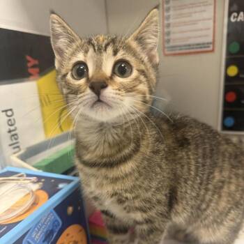 Amoxicillin (26-2Y-5) -  Domestic Short Hair Cat for Adoption in Rifle, Colorado - Amoxicillin (26-2Y-5) | PetCurious
