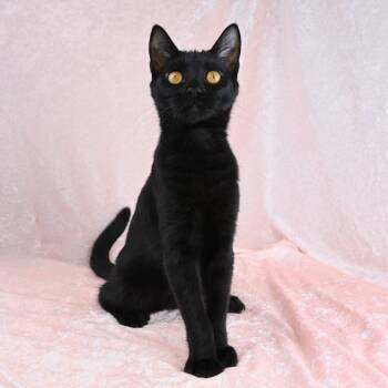 Martha -  Domestic Short Hair Cat for Adoption in Mobile, Alabama - Martha | PetCurious