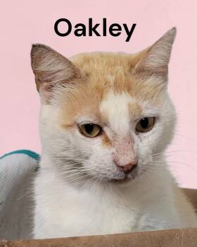 Oakley -  Domestic Short Hair Cat for Adoption in Weems, Virginia - Oakley | PetCurious