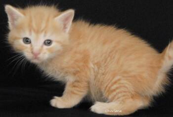 Gigglesnort -  Domestic Short Hair and Tabby Cat for Adoption in Newland, North Carolina - Gigglesnort | PetCurious
