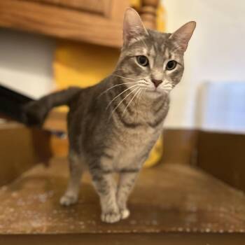 Tequila -  Domestic Short Hair Cat for Adoption in Norwalk, Connecticut - Tequila | PetCurious