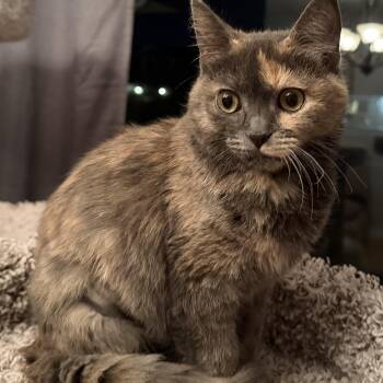 Domestic Short Hair Cats Available for Adoption - Arya | PetCurious