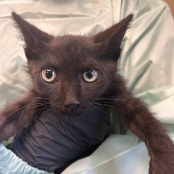 Wu-Tang -  Domestic Short Hair Cat for Adoption in Flagstaff, Arizona - Wu-Tang | PetCurious