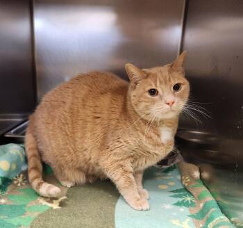 Oliver -  Domestic Short Hair Cat for Adoption in Clayton, New Jersey - Oliver | PetCurious