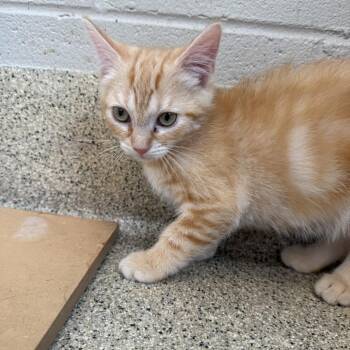 Nacho -  Domestic Short Hair Cat for Adoption in Gloucester, Virginia - Nacho | PetCurious