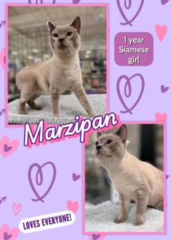 Domestic Medium Hair Cats Available for Adoption in San Juan Capistrano, California - Marzipan | PetCurious