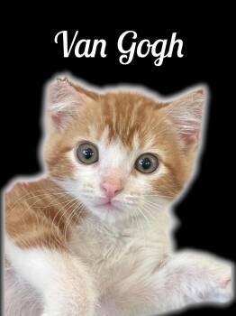 Van Gogh -  Domestic Medium Hair Cat for Adoption in Auburn, California - Van Gogh | PetCurious
