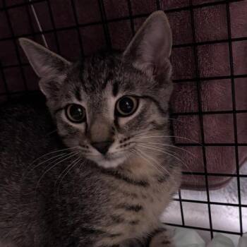 Jello -  Domestic Short Hair Cat for Adoption in Asheville, North Carolina - Jello | PetCurious