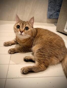 Europa -  Scottish Fold Cat for Adoption - Europa | PetCurious