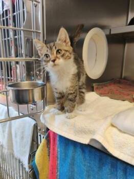 Alaric -  Domestic Short Hair Cat for Adoption in Richmond, Virginia - Alaric | PetCurious