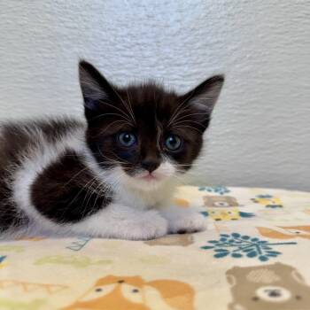 Domestic Short Hair Cats Available for Adoption in Pekin, Illinois - Casey