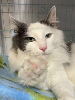Domestic Long Hair Cats Available for Adoption in Plano, Texas - Dumbledore | PetCurious