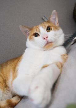 Rescue Domestic Short Hair Cats for Adoption in Newport Beach, California - Chester | PetCurious