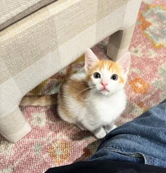 Lottie -  Domestic Short Hair Cat Available for Adoption in El Segundo, California - Lottie | PetCurious