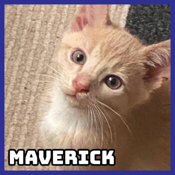 Domestic Short Hair Cats Available for Adoption in Glenwood, Minnesota - Maverick | PetCurious