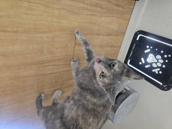 Domestic Short Hair Cats Available for Adoption in Globe, Arizona - Daisy May | PetCurious