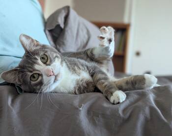 Wadsworth -  Domestic Short Hair Cat for Adoption in Portland, Oregon - Wadsworth | PetCurious