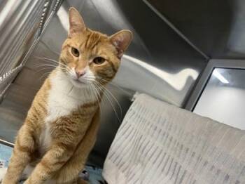 Balatro -  Domestic Short Hair Cat Available for Adoption in Kansas City, Missouri - Balatro | PetCurious