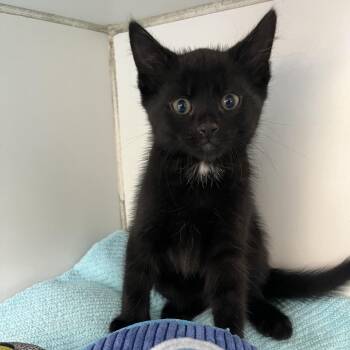 Domestic Short Hair Cats Available for Adoption in Newark, New Jersey - Space Suit | PetCurious