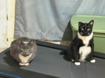 Rescue Domestic Short Hair Cats for Adoption in Minneapolis, Minnesota - Steven / Van | PetCurious