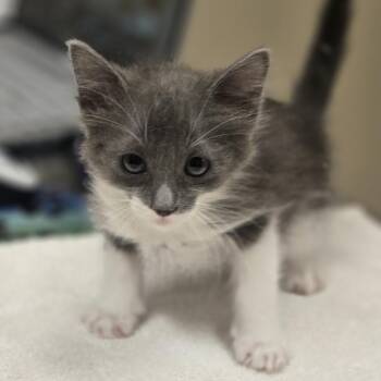 Dora -  Domestic Medium Hair Cat for Adoption in Wickenburg, Arizona - Dora | PetCurious