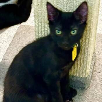 Dale - Sweet & Social -  Bombay Cat for Adoption in Hoquiam, Washington - Dale - Sweet & Social | PetCurious