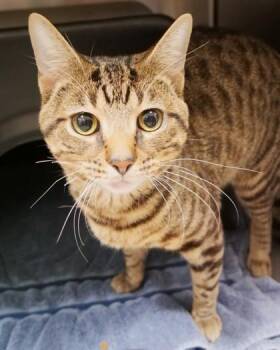 Ross -  Domestic Short Hair Cat for Adoption in Fishers, Indiana - Ross | PetCurious
