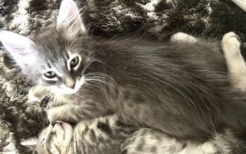Minnow (A141537) -  Tabby Cat for Adoption in Burbank, California - Minnow (A141537) | PetCurious