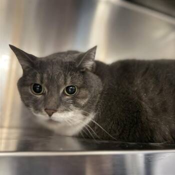 Muffin -  Domestic Short Hair Cat for Adoption in Brentwood, Missouri - Muffin | PetCurious