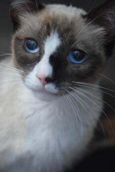 Storm (L608) -  Domestic Short Hair Cat for Adoption in Pahrump, Nevada - Storm (L608) | PetCurious